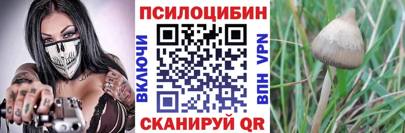 купить   Гусь-Хрустальный  MEGA ССЫЛКА  Галлюциногенные грибы Psilocybe 
